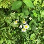 Erigeron annuus flower picture by Madison Irwin (cc-by-sa)