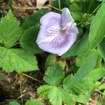 Clitoria mariana flower picture by Eden Aaron (cc-by-sa)