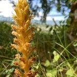 Orobanche alsatica leaf picture by Gibaru olivier (cc-by-sa)