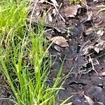 Carex intumescens habit picture by Maarten Vanhove (cc-by-sa)