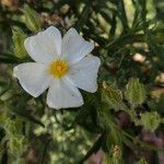 Cistus inflatus flower picture by Dominique Ponton (cc-by-sa)