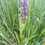 Dactylorhiza incarnata habit picture by Maxime Dépinoy (cc-by-sa)