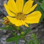 Coreopsis palmata flower picture by richard burger (cc-by-sa)