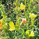 Oenothera indecora habit picture by Trap Hers (cc-by-sa)