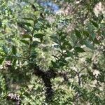 Melaleuca styphelioides leaf picture by Renee Behmer (cc-by-sa)