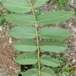 Centrolobium robustum leaf picture by Thiago Flores Flores (cc-by-sa)