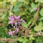 Desmodium intortum flower picture by yannis hoareau (cc-by-sa)