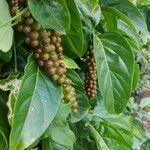 Citharexylum spinosum fruit picture by Helene Richer (cc-by-sa)