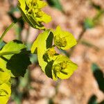 Euphorbia serrata flower picture by Aurélia et JChris Courte-Barbary (cc-by-sa)