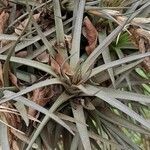 Tillandsia recurvifolia leaf picture by Trap Hers (cc-by-sa)