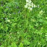 Conopodium majus habit picture by Vinciane Bertrand (cc-by-sa)