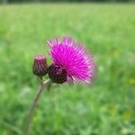 Cirsium rivulare flower picture by christine Boller (cc-by-sa)