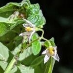 Solanum americanum flower picture by Bruce Winter (cc-by-sa)