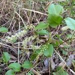 Anredera cordifolia habit picture by laurent boniface (cc-by-sa)