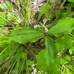 Trillium catesbaei leaf picture by William Turner (cc-by-sa)