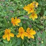 Alstroemeria aurea habit picture by David Hocken (cc-by-sa)