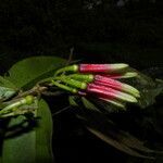 Satyria panurensis flower picture by Nelson Zamora Villalobos (cc-by-nc)