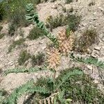 Astragalus alopecurus fruit picture by garcia (cc-by-sa)