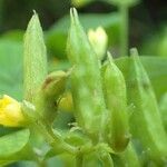 Oxalis stricta fruit picture by Yoan MARTIN (cc-by-sa)