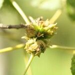 Dombeya ciliata fruit picture by S. Dufour-Kowalski (cc-by-sa)