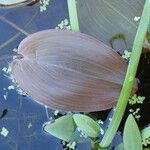 Potamogeton natans fruit picture by Yoan MARTIN (cc-by-sa)