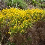 Genista sardoa flower picture by Martin Bishop (cc-by-sa)