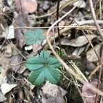 Potentilla canadensis leaf picture by Jacquie Clendenin (cc-by-sa)