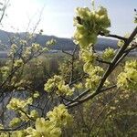 Ulmus minor flower picture by Theophile Pozet (cc-by-sa)