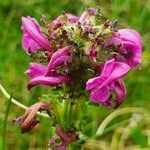 Pedicularis pyrenaica flower picture by Nicolas Lagarrigue (cc-by-sa)