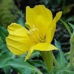 Oenothera biennis flower picture by Kurt Kernen (cc-by-sa)