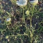 Visnaga daucoides habit picture by Jacques Zuber (cc-by-sa)