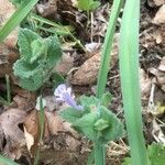 Glechoma hederacea flower picture by Jo Suter (cc-by-sa)