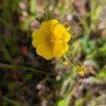 Potentilla gracilis flower picture by Eylisia (cc-by-sa)