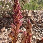 Orobanche latisquama flower picture by Gonzàlez Niell Víctor (cc-by-sa)