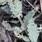 Teucrium scordium leaf picture by Emmanuel Cosson (cc-by-sa)