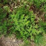 Genista pilosa habit picture by Olivier Brosseau (cc-by-sa)