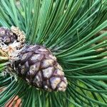 Pinus mugo fruit picture by Leandro Martins Santos (cc-by-sa)