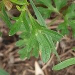 Ranunculus gramineus leaf picture by Jean-François Baudin (cc-by-sa)