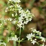 Galium sylvaticum flower picture by Jani Zadrgal (cc-by-sa)