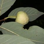 Annona pruinosa fruit picture by Nelson Zamora Villalobos (cc-by-nc)