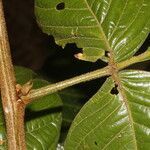 Dendropanax arboreus leaf picture by Nelson Zamora Villalobos (cc-by-nc)