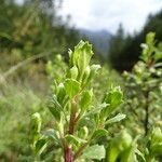 Baccharis conferta leaf picture by Fabien Anthelme (cc-by-sa)