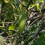 Vanilla planifolia leaf picture by pierre yves angelini (cc-by-sa)