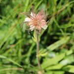 Geum montanum fruit picture by Fred LAN (cc-by-sa)