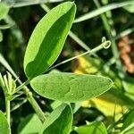 Lathyrus tuberosus leaf picture by Jean-Marie Frenoux (cc-by-sa)