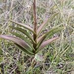 Epidendrum arachnoglossum leaf picture by Gabriel OLLIVIER (cc-by-sa)