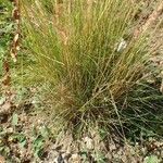 Festuca filiformis habit picture by Yoan MARTIN (cc-by-sa)