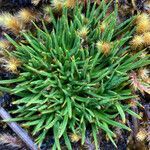 Calandrinia acaulis habit picture by Fabien Anthelme (cc-by-sa)