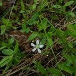 Moehringia lateriflora flower picture by Дмитрий Дегтярев (cc-by-sa)