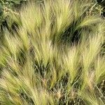 Hordeum jubatum habit picture by burningsun (cc-by-sa)